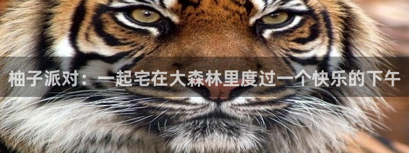 香蕉在线观看